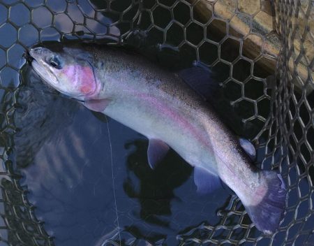 意外と釣れるぞ ～大安トラウトレイク～